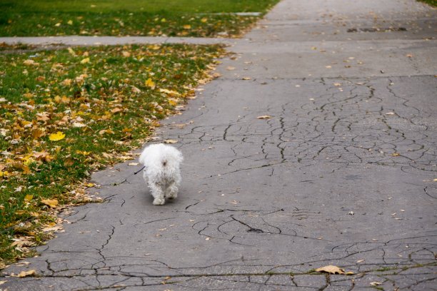 秋天街头的白色比雄犬。图片下载