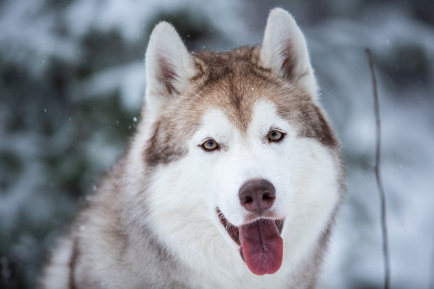 快乐和自由的米色狗杂种西伯利亚哈士奇坐在仙子冬天森林的雪上的特写肖像图片下载