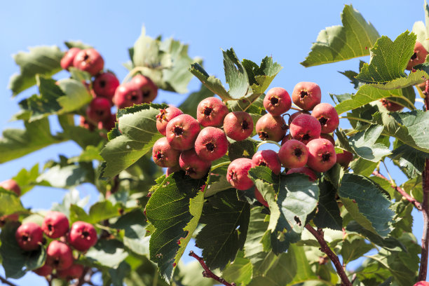 山楂果图片下载