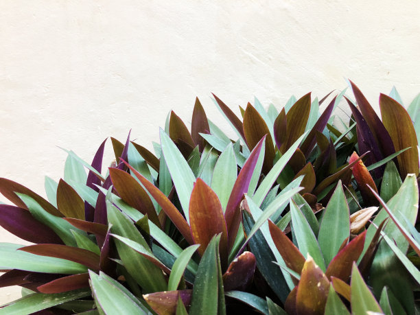 城市公园里的观赏植物图片下载