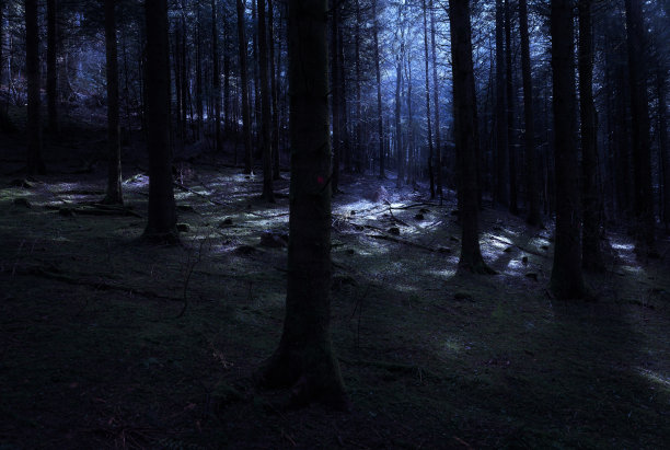 在森林的夜晚图片下载