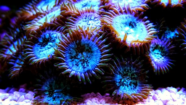 珊瑚礁水族水族箱养殖冰冬动物图片下载