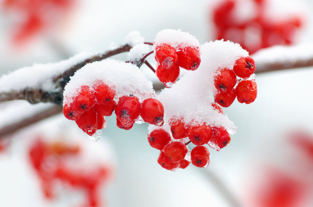 罗文在雪的特写图片下载