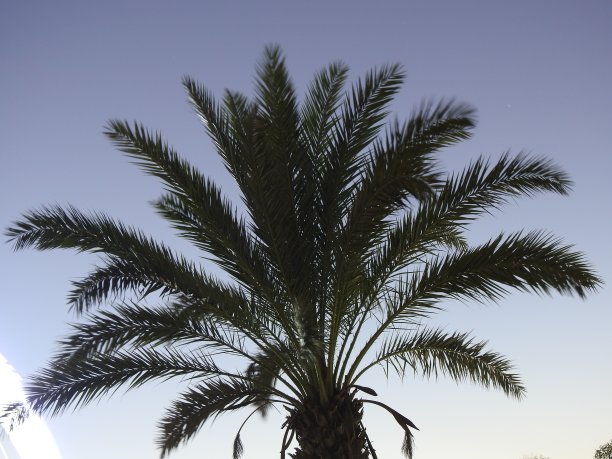 棕榈树图片下载