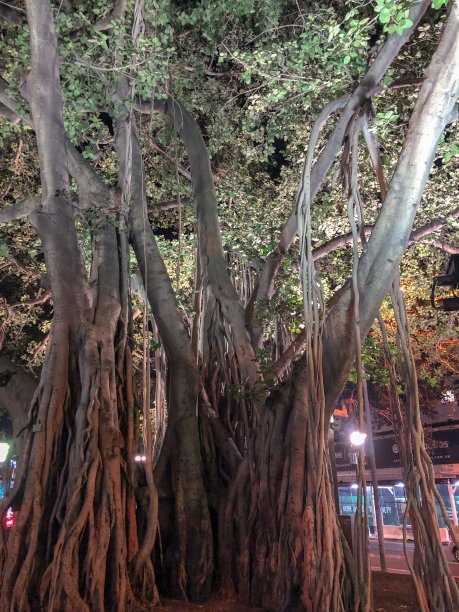夜城榕树图片下载