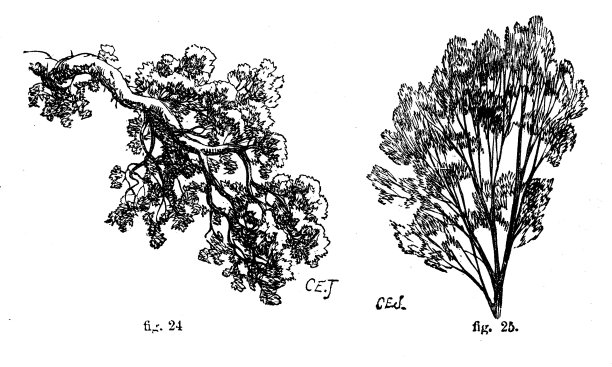 维多利亚时代用黑白线画树枝，显示如何遮荫;罗伯特·斯科特·伯恩1860年的《自助百科全书》中的绘图和遮荫技术。图片下载