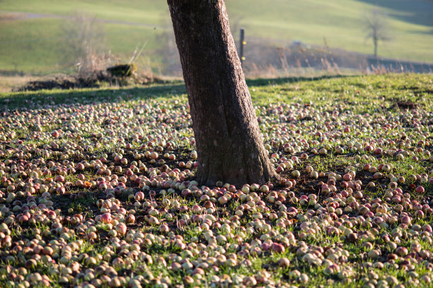 苹果树图片下载