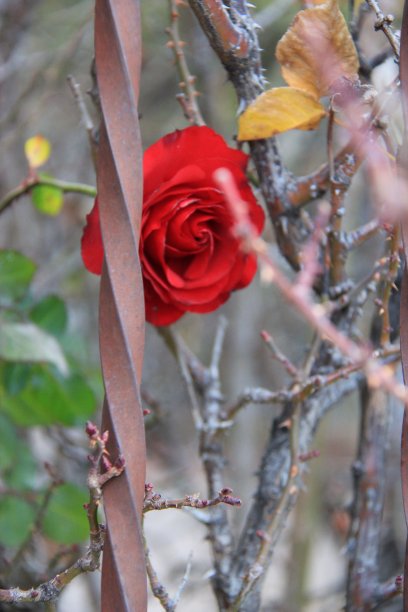 玫瑰在监狱图片下载