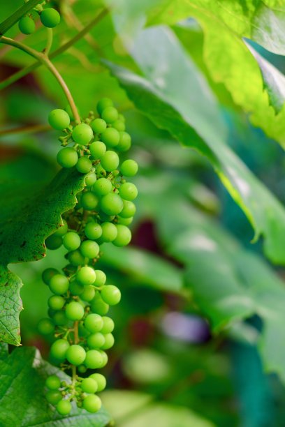 一串绿色葡萄的特写照片，有机园艺。图片下载