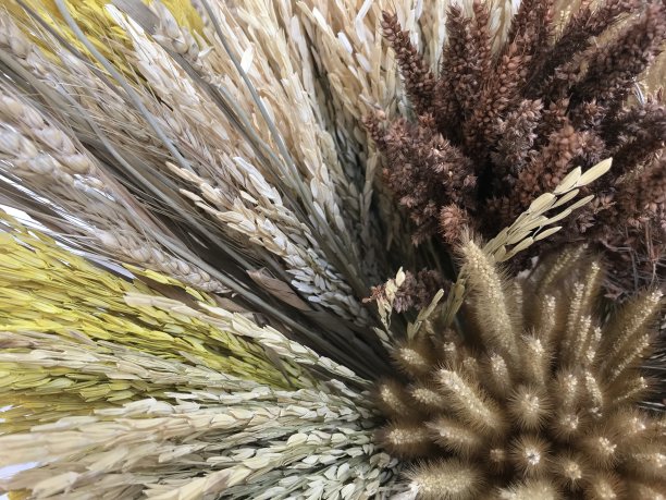 彩色干燥的稻穗，小麦和草图片下载