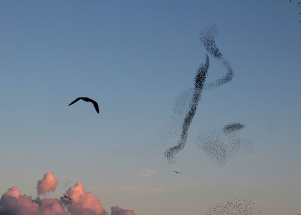 鸟和欧椋鸟图片下载