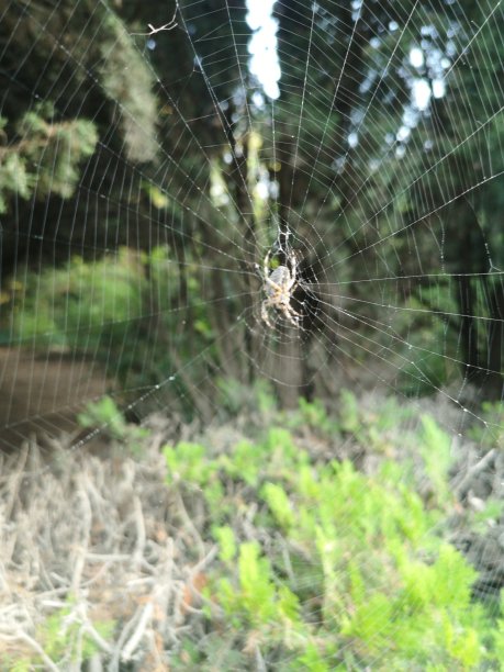 带状花园蜘蛛。网络。温莎东南部的夏伊洛牧场区域公园包括橡树林地、混合的常青树森林、可以一览圣罗莎平原的山脊和峡谷。——图片图片下载
