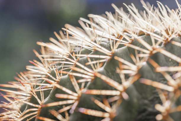 近球仙人掌与软背景图片下载