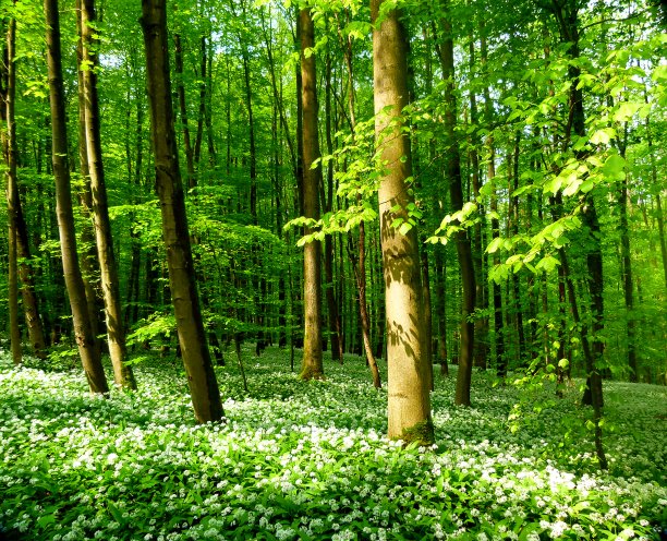 充满阳光的春树图片下载