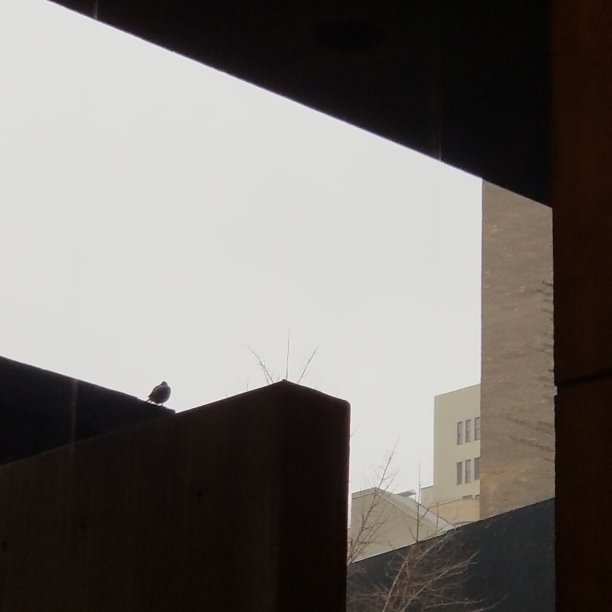 鸽子作文图片下载