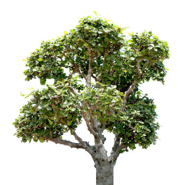 树顶叶绿色热带木材树孤立的花园孤立图片下载