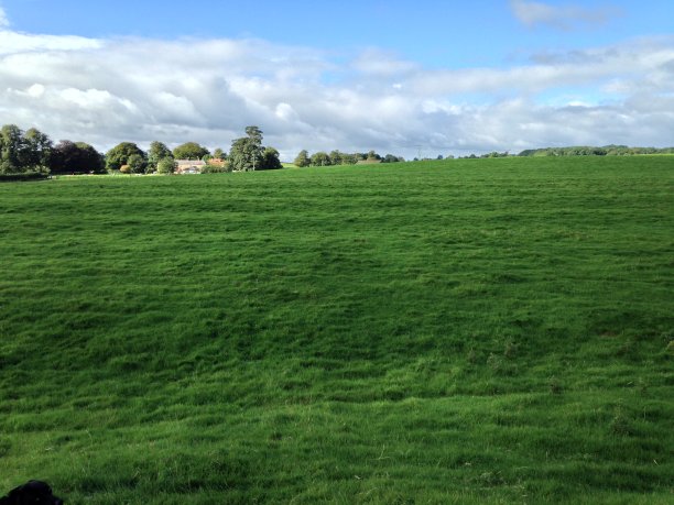 钻井平台和冷杉图片下载