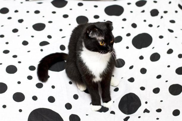 苏格兰折耳猫躺在黑白相间的床上图片下载