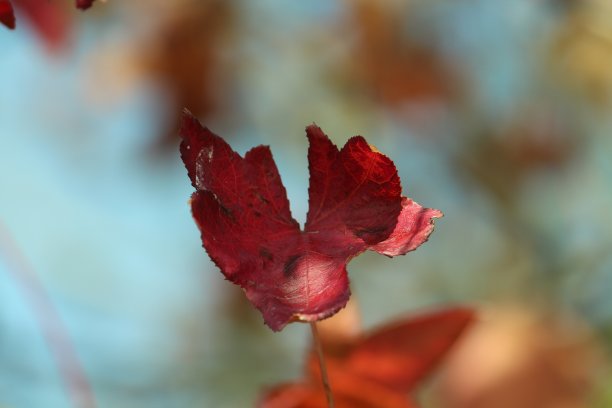 春天的色彩，树叶的色彩和谐图片下载