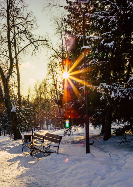 平静的冬天在一个阳光明媚的日子里，在公园里的一棵树和灯笼的照片，太阳直射进相机，在一个公园长椅上-太阳耀斑图片下载