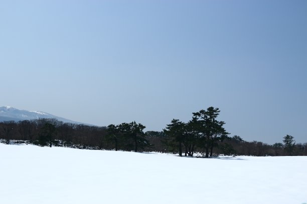 济州马牧场，雪景，松树，图片下载
