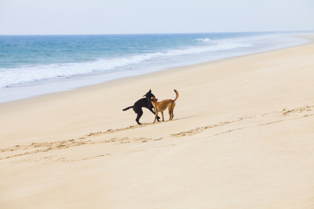 在海滩上玩耍的狗图片下载