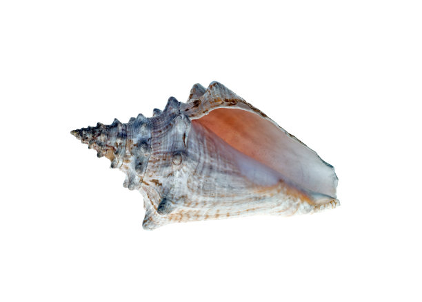 海贝壳孤立在白色的背景上。图片下载