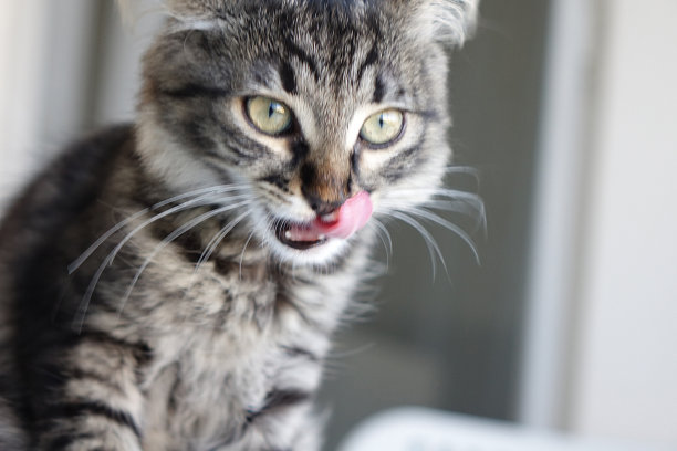 可爱的黑灰色小猫舔着自己的嘴唇图片下载