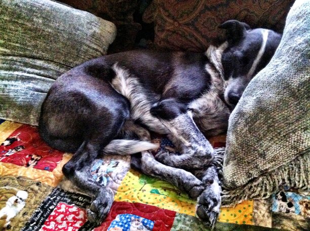 狗狗汉克睡在松软的枕头里图片下载