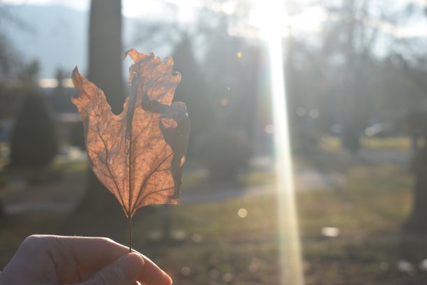 秋天黄色的叶子图片下载