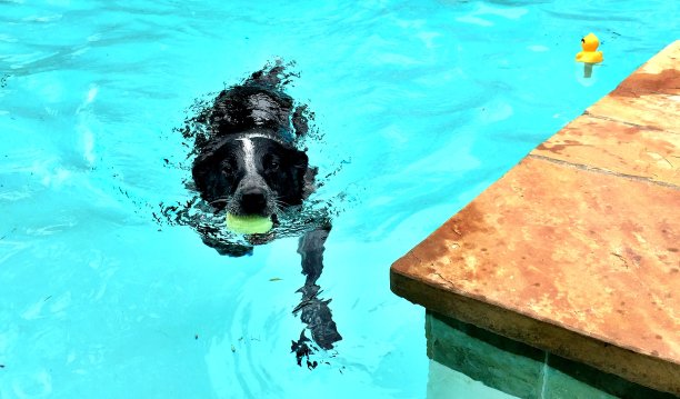 汉克的牛狗游泳图片下载