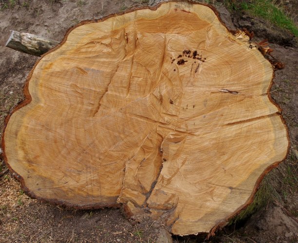 砍下的树干图片下载