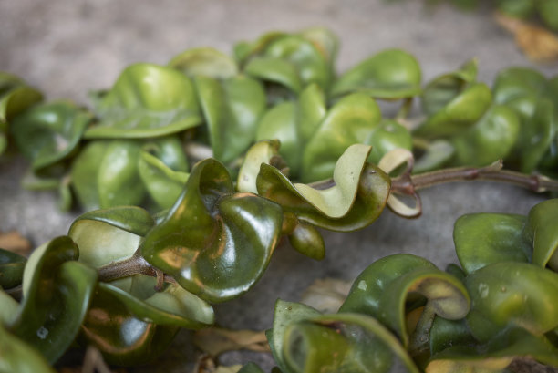 霍亚·卡诺萨图片下载