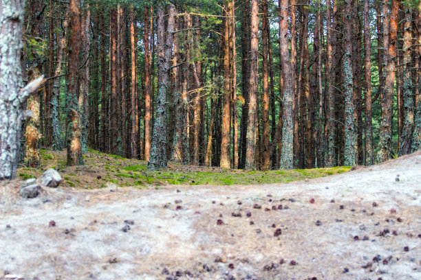 茂密的松树林图片下载