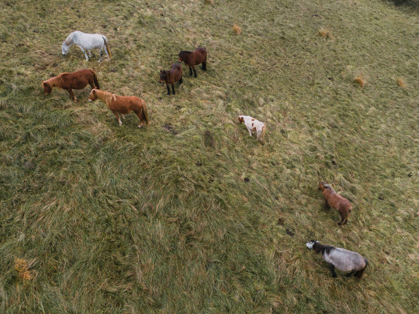马从上面图片下载