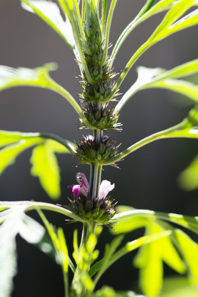 益母草sibiricus花图片下载