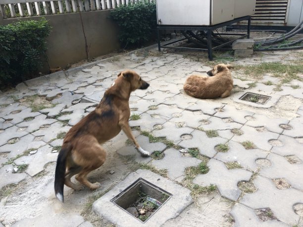 两只营养不良的印度流浪狗图片下载