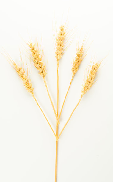 小麦穗粒图片下载