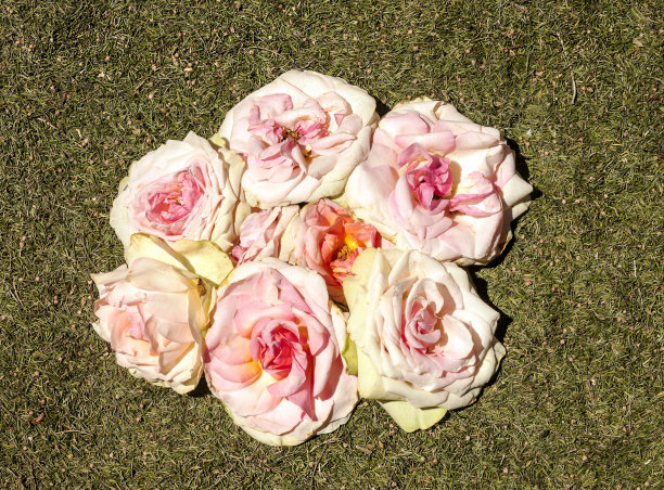 花瓣的花图片下载