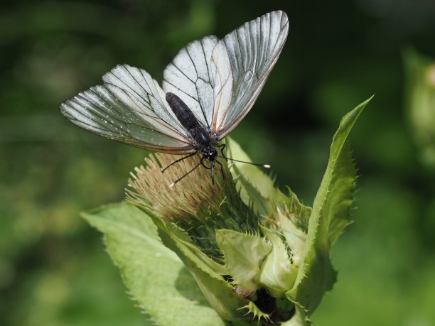 柏白玫瑰连根拔起图片下载