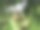 柏白玫瑰连根拔起图片下载