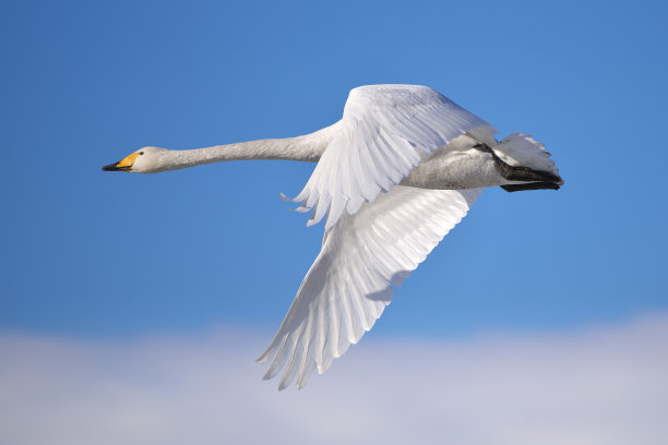 天鹅在云上飞翔图片下载