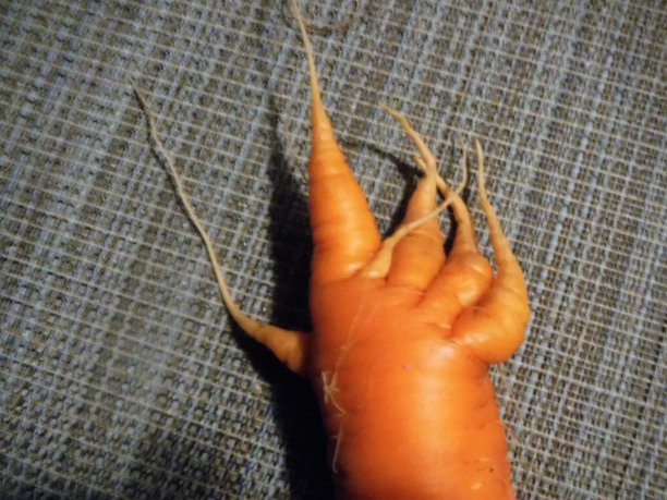 胡萝卜的手图片下载
