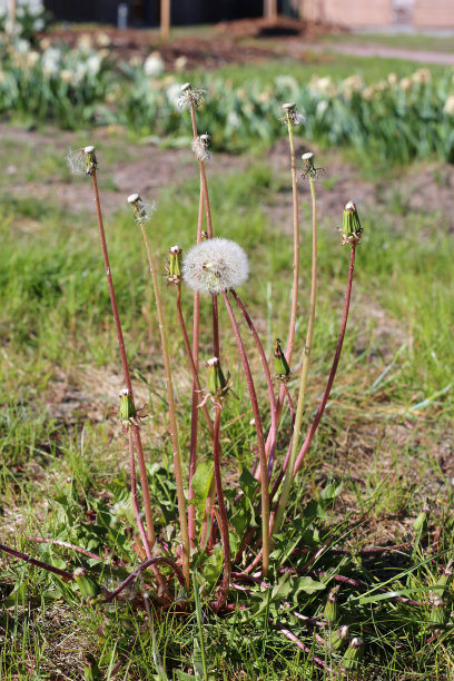 蒲公英的特写照片图片下载