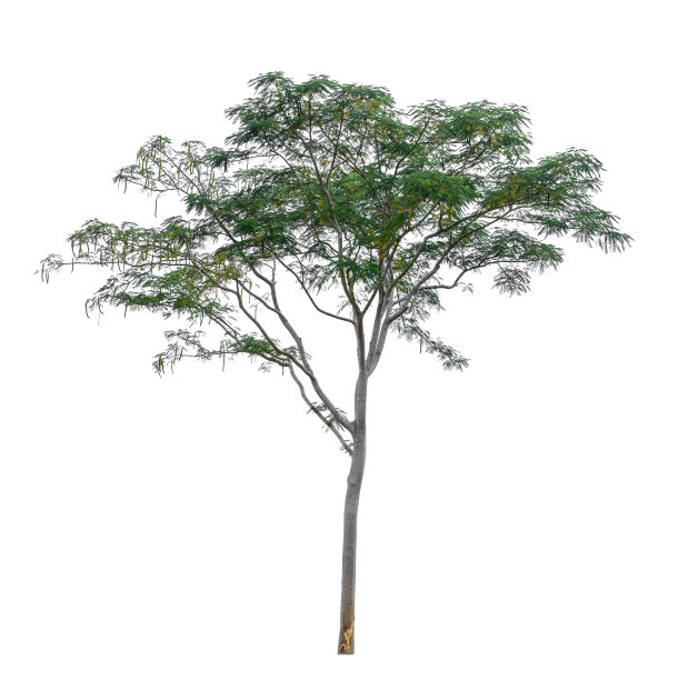 火焰树孤立在白色背景图片下载