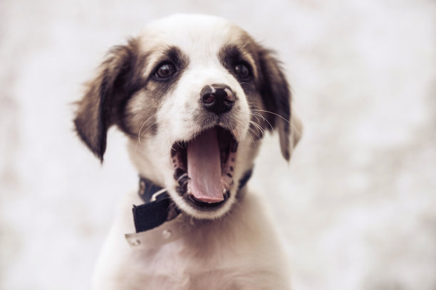 可爱的小狗图片下载