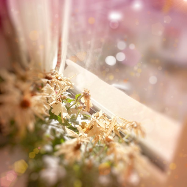 飘渺的雏菊花图片下载