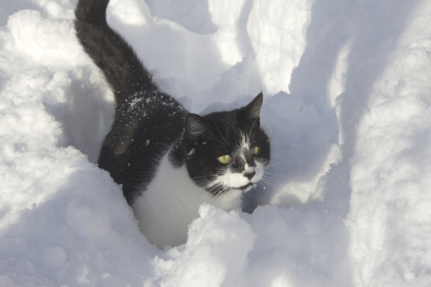 猫在雪图片下载