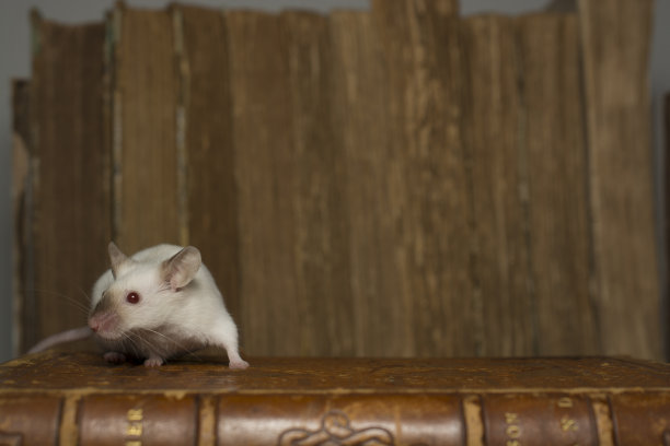 鼠标在书架上图片下载