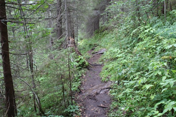 俄罗斯乌拉尔森林中的一条小路图片下载